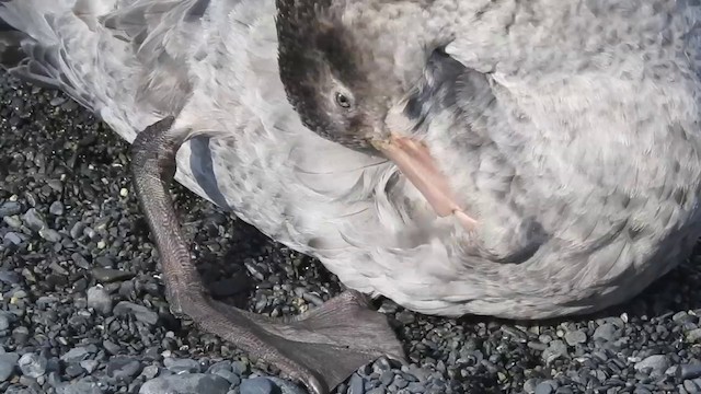 Northern Giant-Petrel - ML201638951