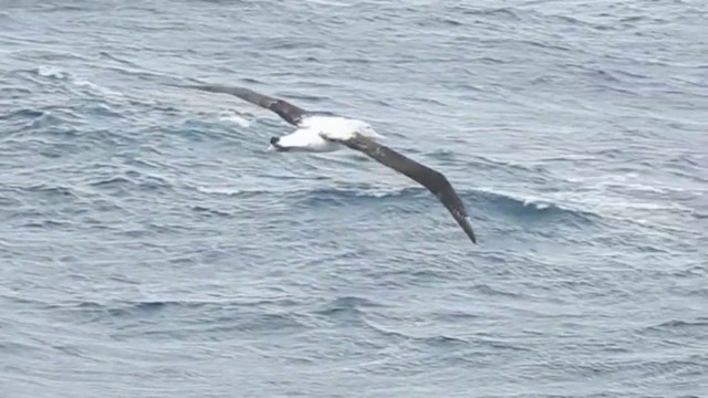 Albatros de Tristán de Acuña - ML201638971