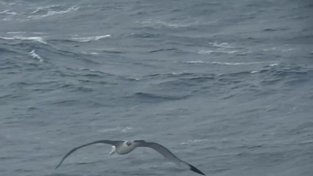Albatros de Tristán de Acuña - ML201638981