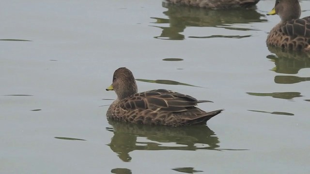 Canard à queue pointue (georgica) - ML201639001