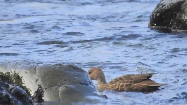 Yellow-billed Pintail (South Georgia) - ML201639011