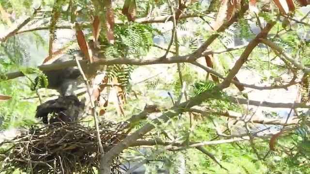 אנפית מנגרובים (עולם ישן) - ML201639121