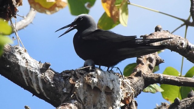 Black Noddy (minutus Group) - ML201639151