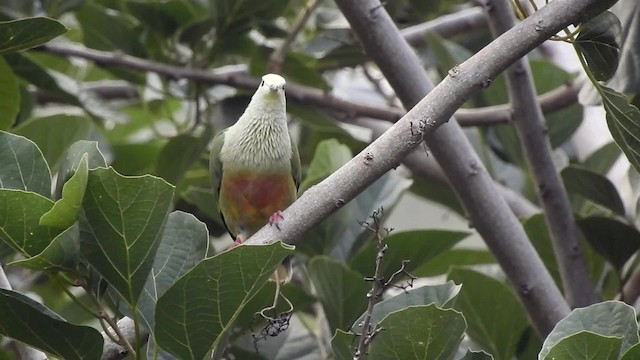 White-capped Fruit-Dove - ML201639231