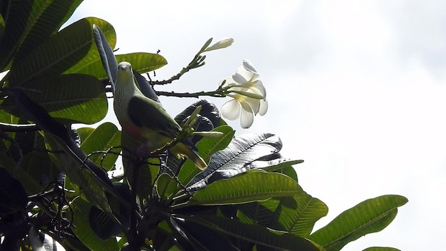 White-capped Fruit-Dove - ML201639241