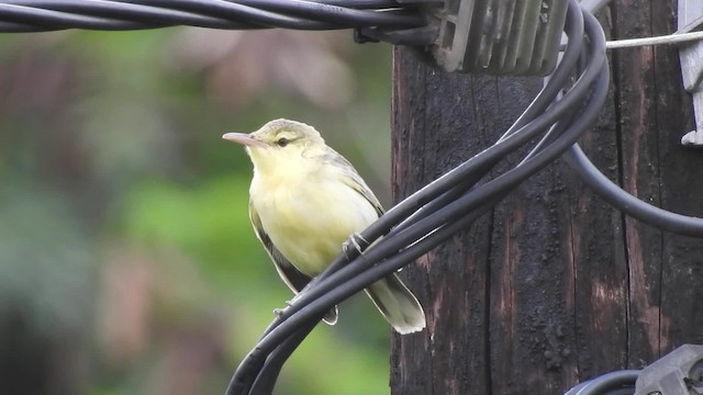 Northern Marquesan Reed Warbler - ML201639251