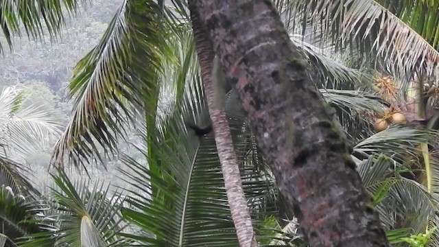 Salangana de las Marquesas - ML201639321