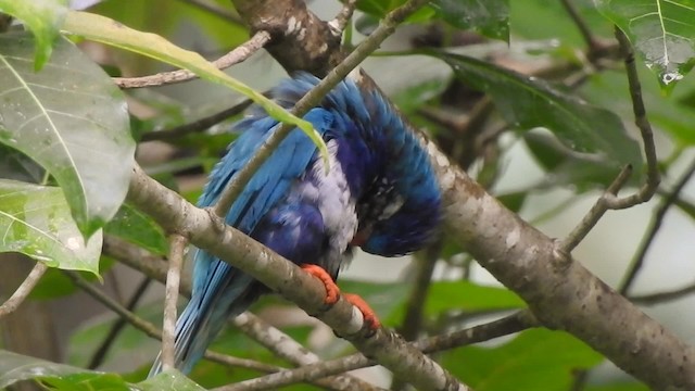 Ultramarine Lorikeet - ML201639351