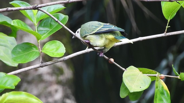 White-capped Fruit-Dove - ML201639371