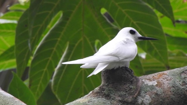 Gygis blanche (microrhyncha) - ML201639391