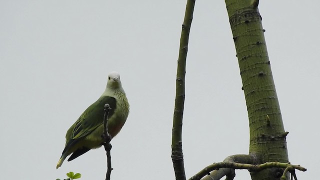 White-capped Fruit-Dove - ML201639401