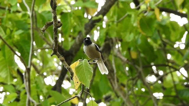 Marquesas Monarch - ML201639491