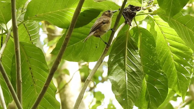 Marquesas Monarch - ML201639501