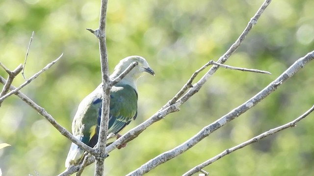 White-capped Fruit-Dove - ML201639571