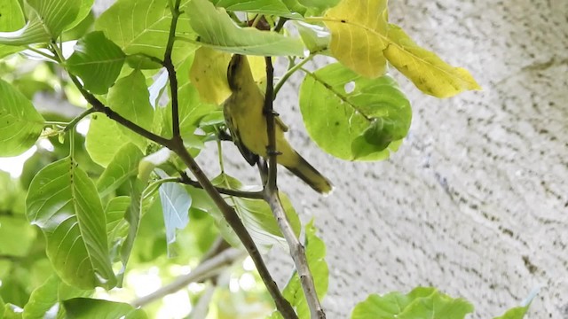 Southern Marquesan Reed Warbler - ML201639581