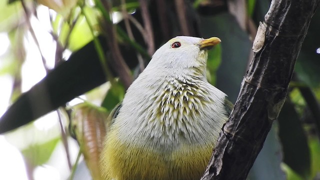 Ptilope de Raiatea - ML201639691