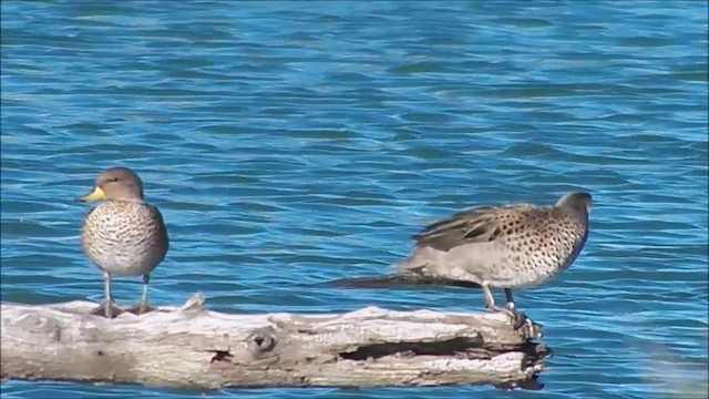 Yellow-billed Teal - ML201639741