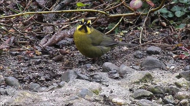 Yellow-striped Brushfinch - ML201640041