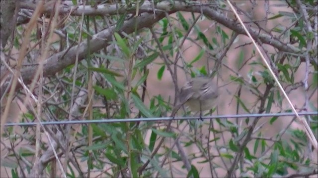 Yellow-billed Tit-Tyrant - ML201640061