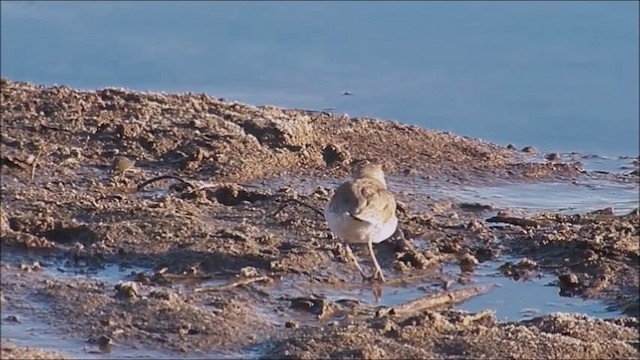 Collared Plover - ML201640081