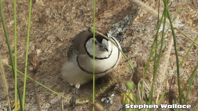 Double-barred Finch - ML201640341