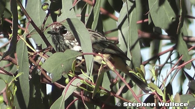 Speckled Warbler - ML201640351