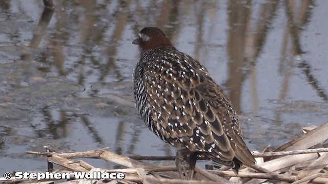 Buff-banded Rail - ML201640421