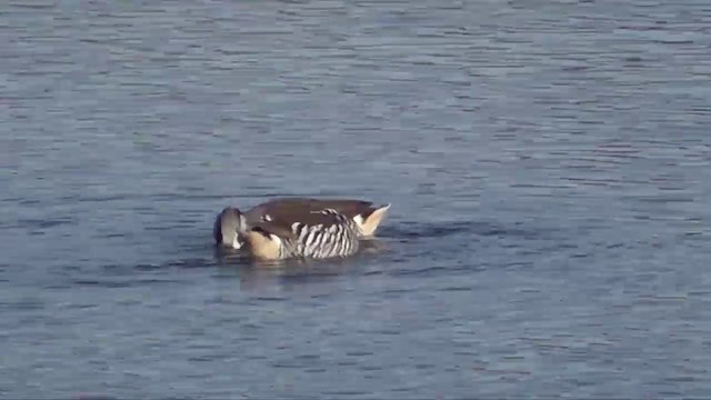 Pink-eared Duck - ML201640491