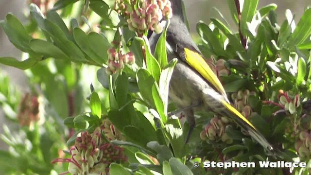 Crescent Honeyeater - ML201640501