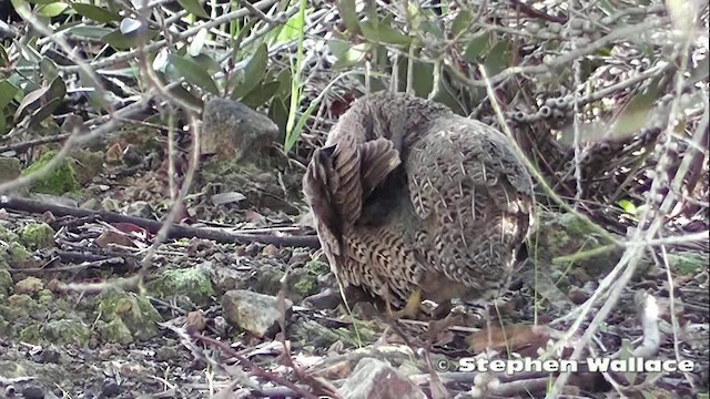 Brown Quail - ML201640511