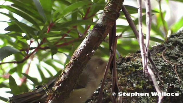 Large-billed Scrubwren - ML201640541