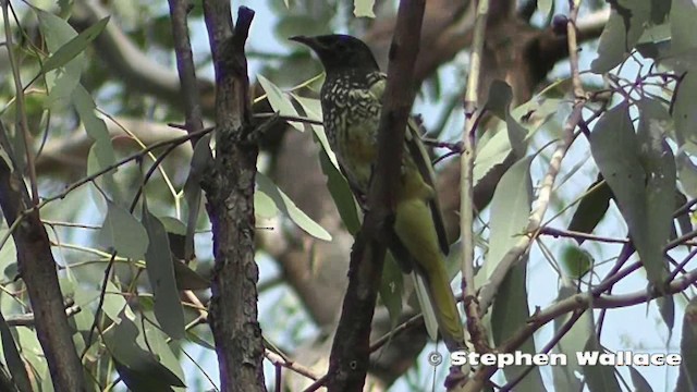 Regent Honeyeater - ML201640551