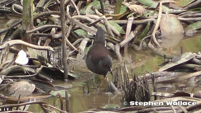 Spotless Crake - ML201640561