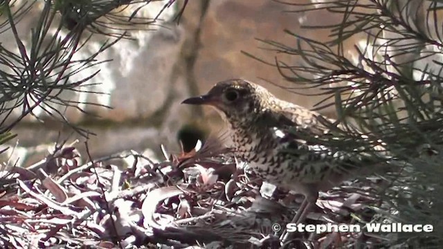 Bassian Thrush - ML201640581