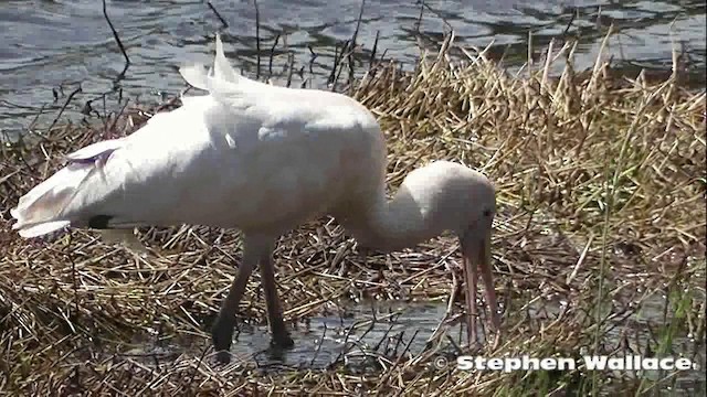 Yellow-billed Spoonbill - ML201640601