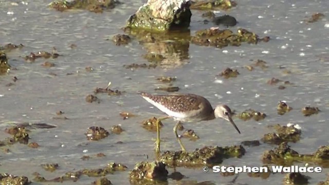 Wood Sandpiper - ML201640621