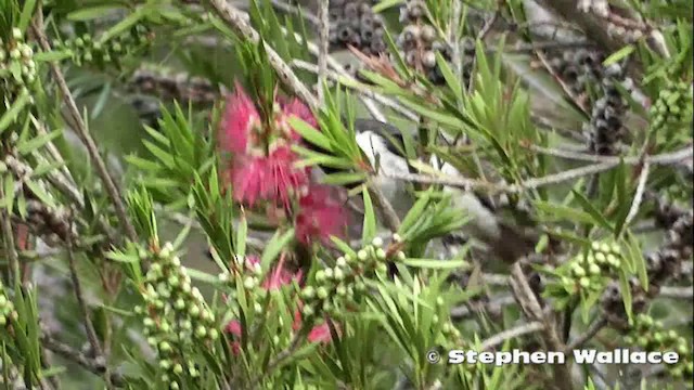 Black Honeyeater - ML201640631