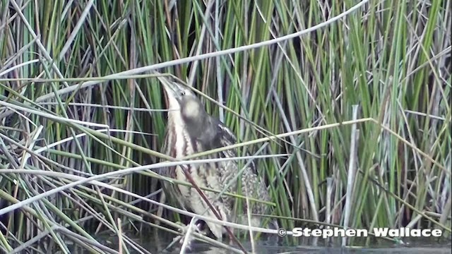 Australasian Bittern - ML201640671