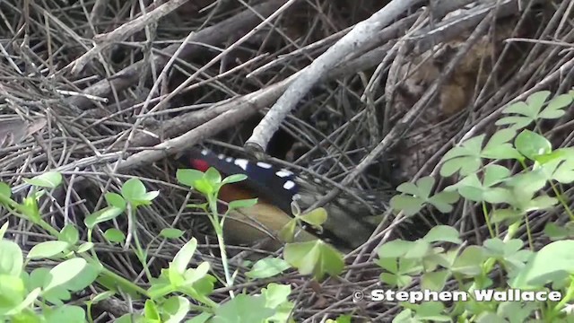 Pardalote Moteado - ML201640691