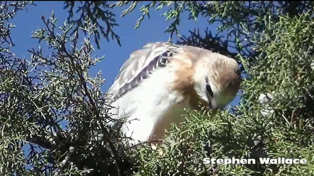 Black-shouldered Kite - ML201640701