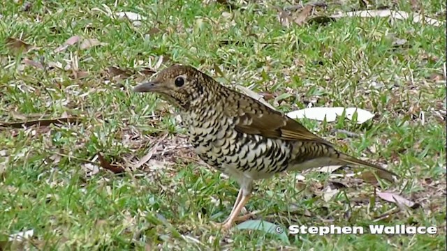 Bassian Thrush - ML201640721