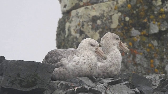 Southern Giant-Petrel - ML201640751