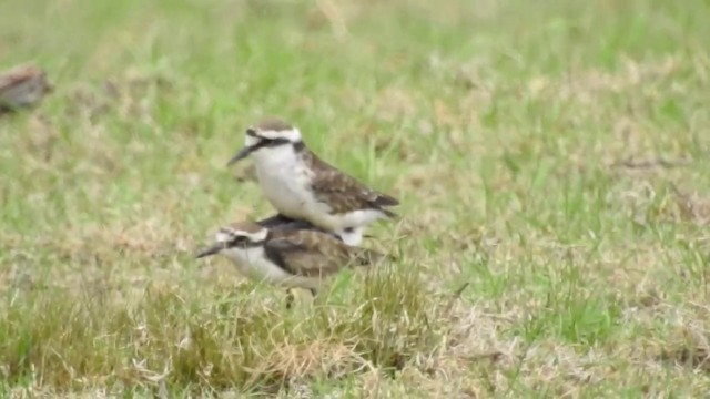 St. Helena Plover - ML201640761