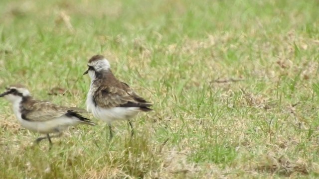 St. Helena Plover - ML201640771