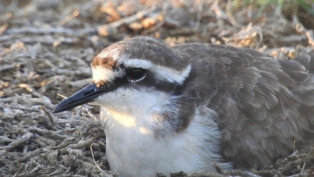 St. Helena Plover - ML201640781