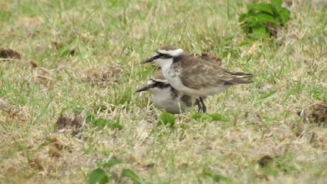 St. Helena Plover - ML201640791