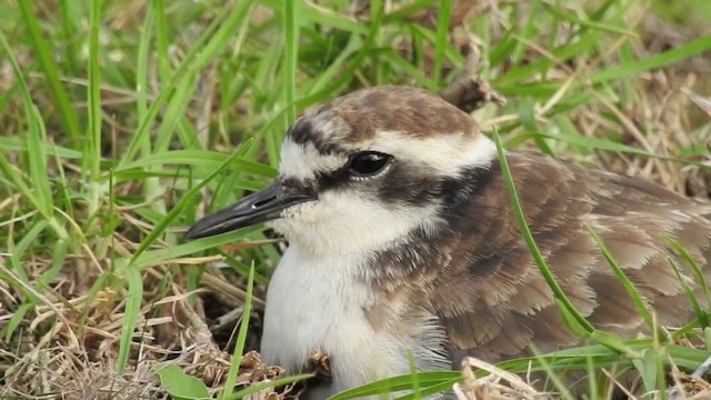 St. Helena Plover - ML201640801