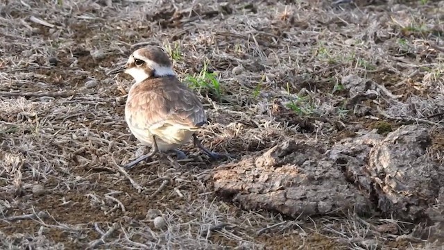 St. Helena Plover - ML201640811