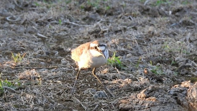 St. Helena Plover - ML201640821