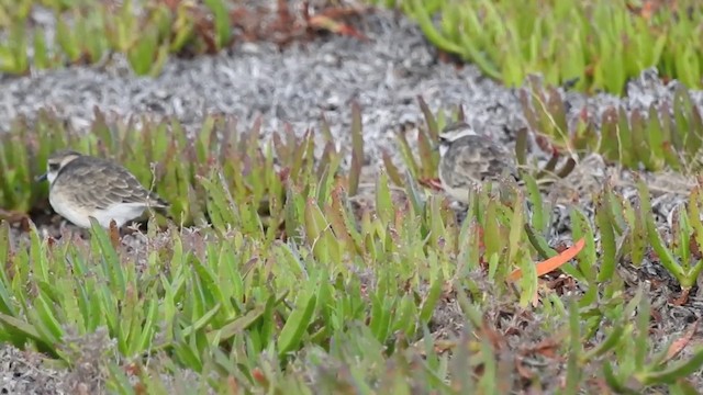 St. Helena Plover - ML201640831